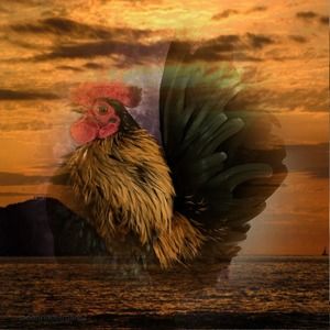 Meet your Posher, Candace